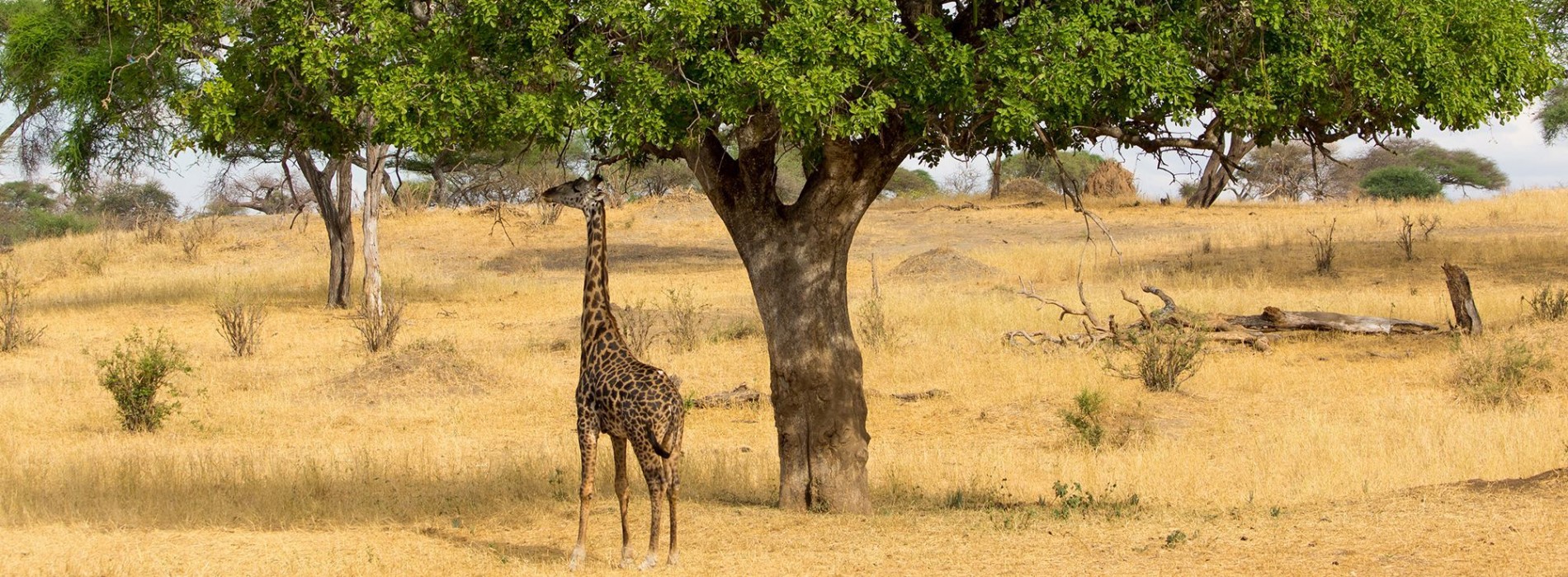 Giraffe taking shade from the African sun