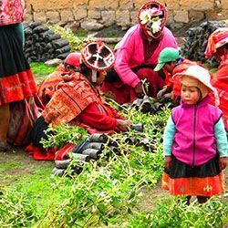 WE'VE HELPED TO PLANT 67,000 TREES IN PERU