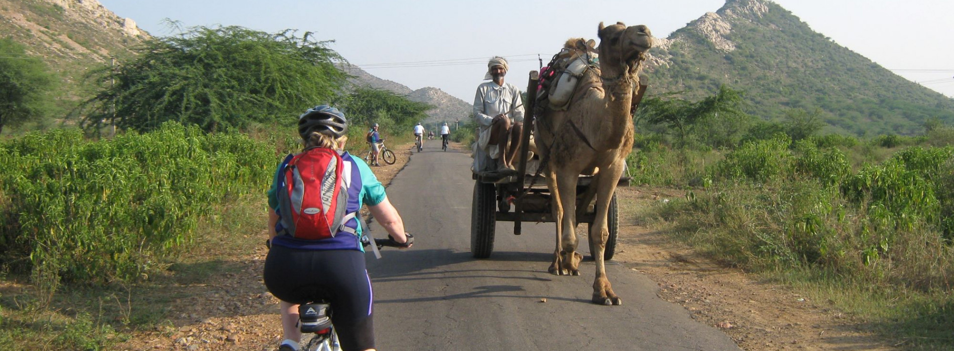 Not that unusual to meet a camel when cycling in Rajasthan!