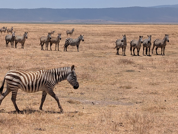 Ngorongoro Crater Safari