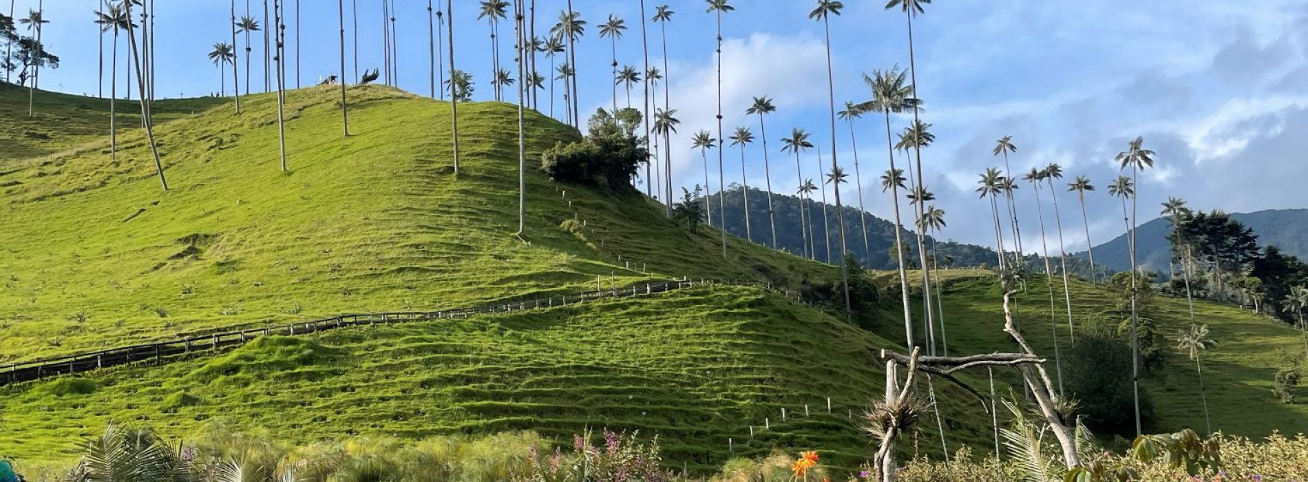 Tall wax palms in Cocora Valley