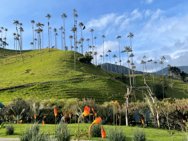 Coffee Region Extension