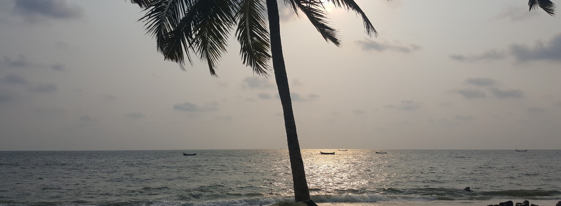 Marari Beach Palm Tree.jpg