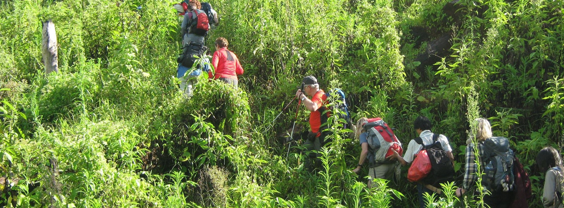 Rainforest_trekking_Kinabalu_Borneo.jpg