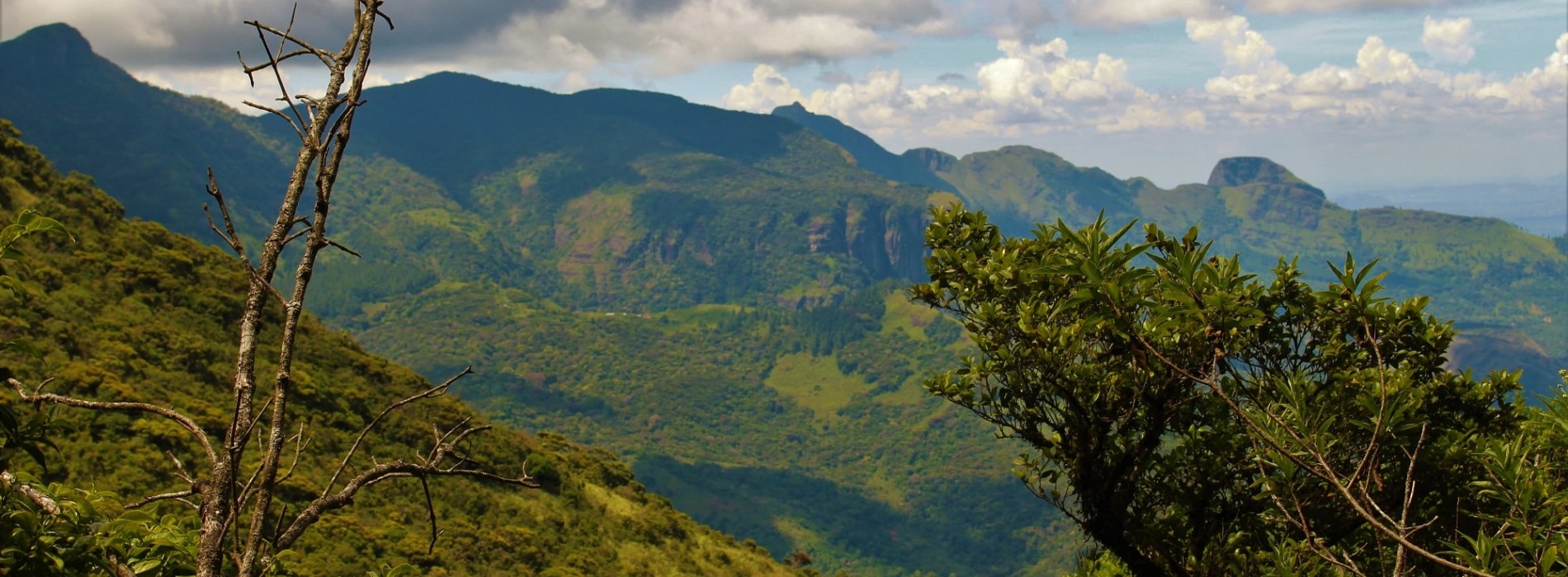 Trails through lush Knuckles vegetation