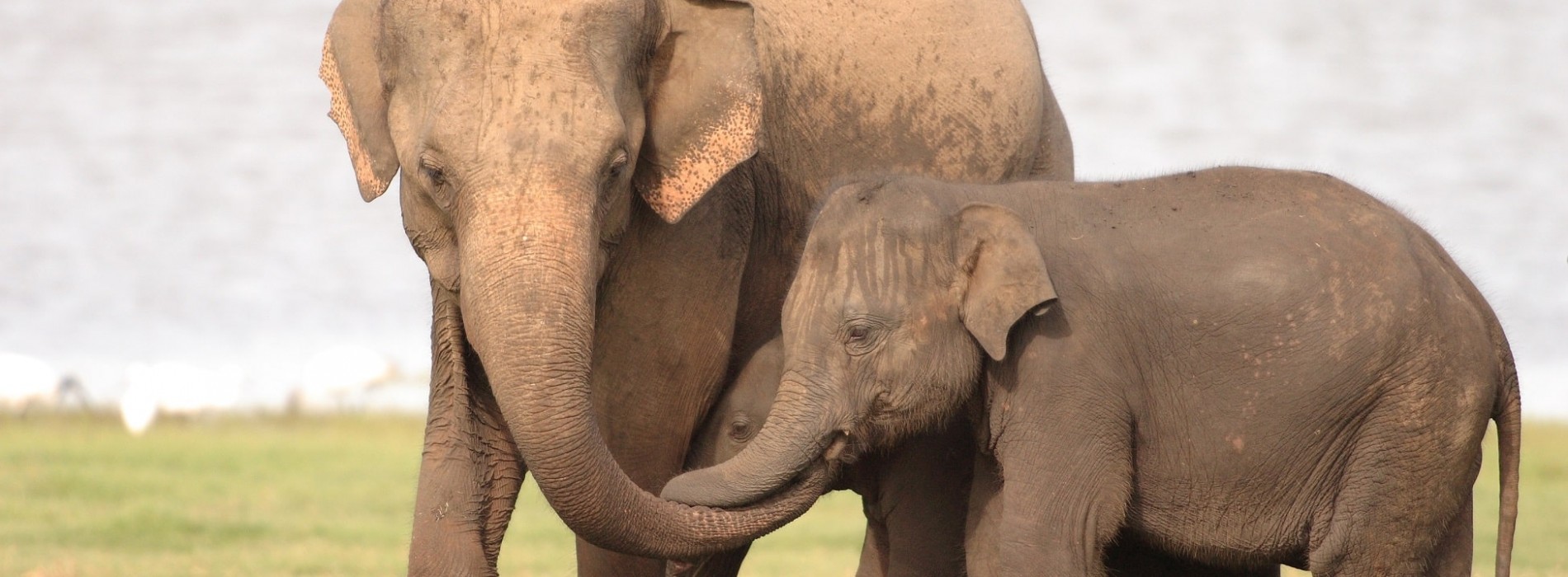 Minneriya Elephants