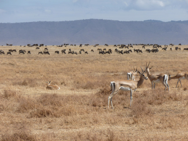 Tanzania - Day Safari Option