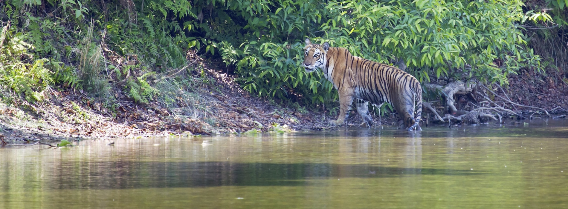 ChitwanNPTiger - extension website