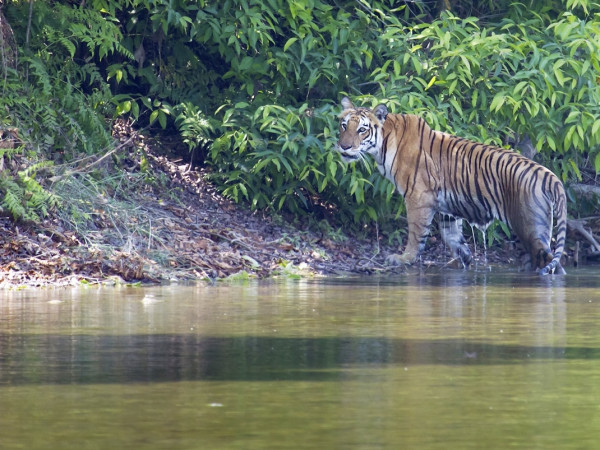 Chitwan National Park