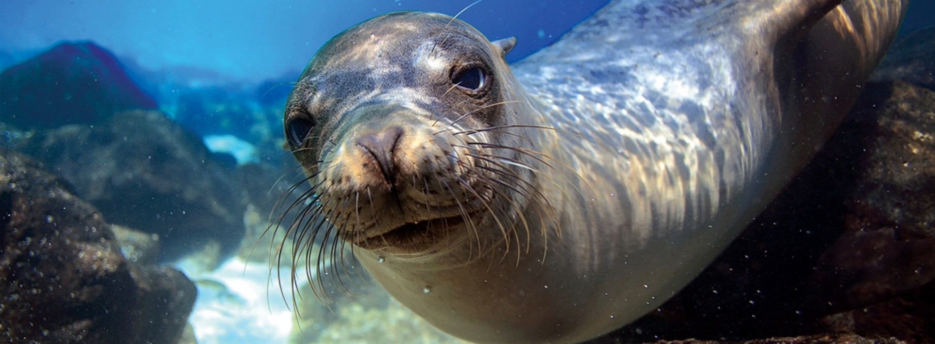 Sea Lion Galapagos