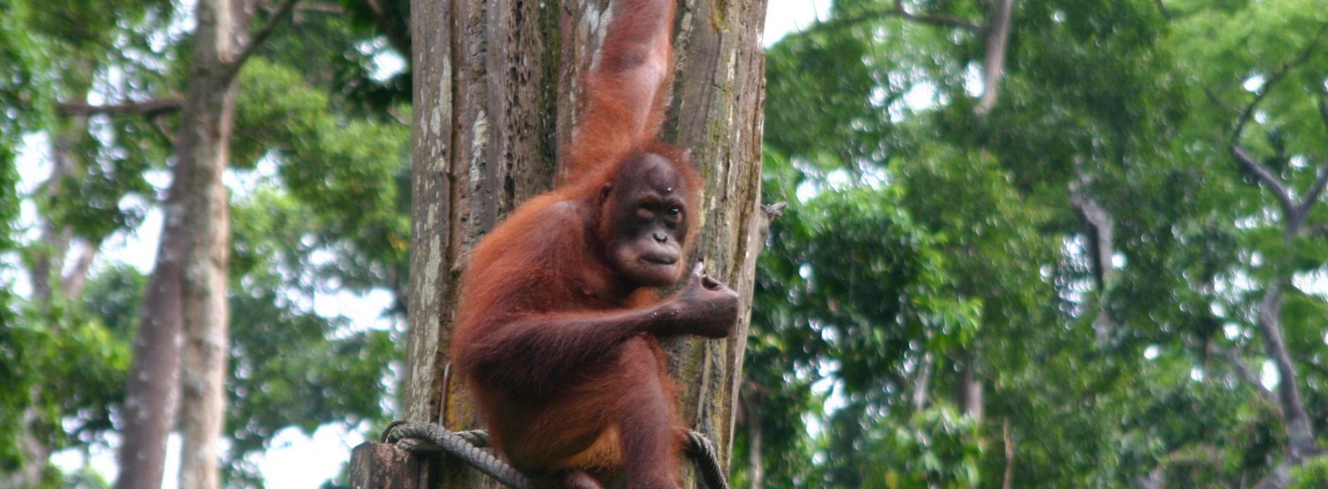 Orangutan_Borneo_Sanctuary.jpg