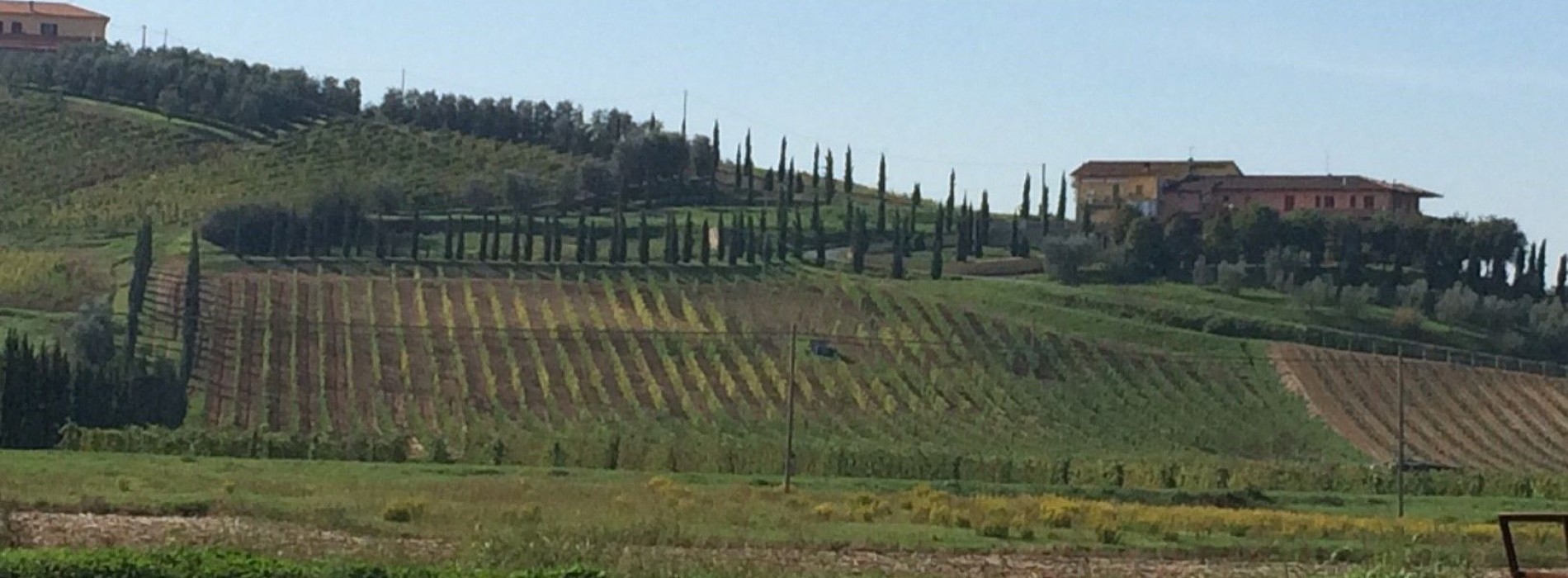 Italian vineyards.jpg