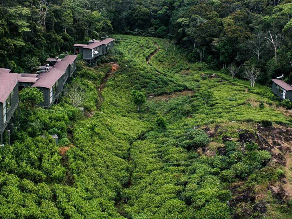 Sri Lanka Rainforest Extension