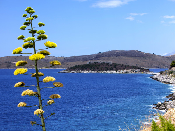 Dementia Jersey - Albanian Riviera