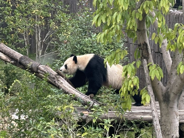 Pandas and Terracotta Warriors Extension