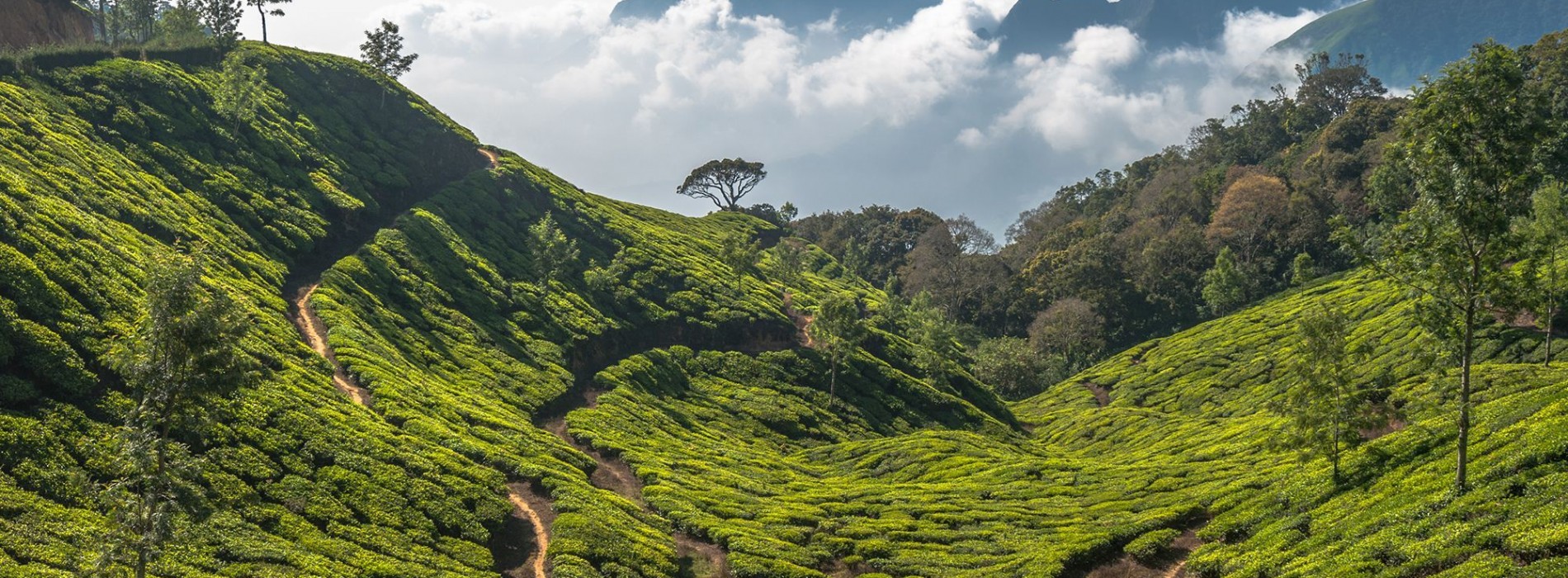 Terraced tea estates