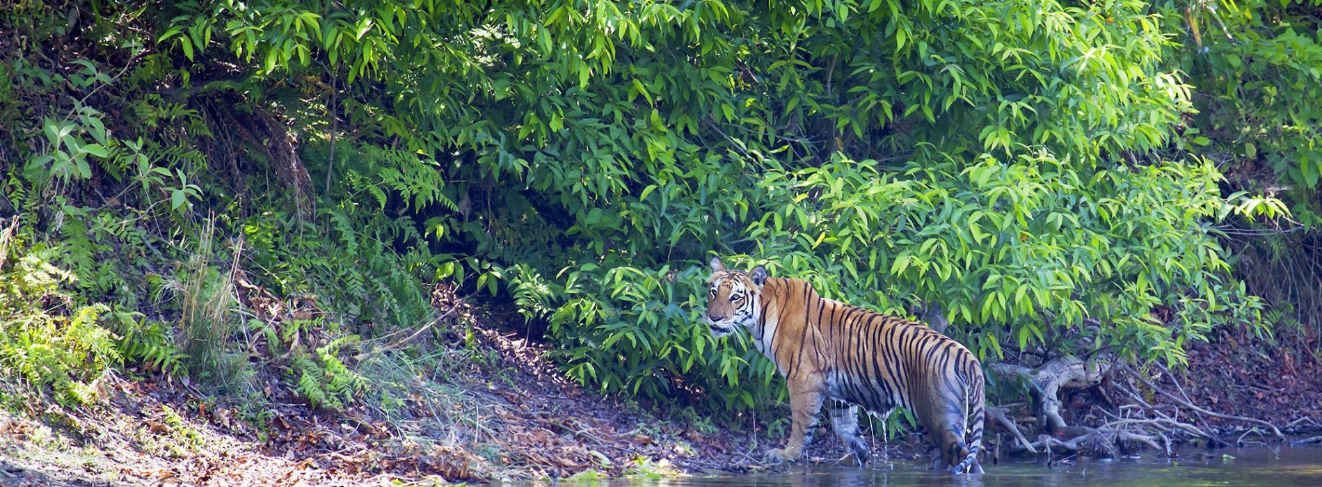 Tiger_in_Chitwan_National_Park.jpg