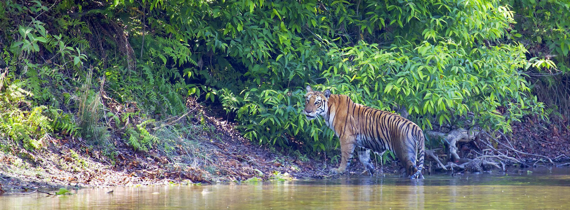 Tiger_in_Chitwan_National_Park.jpg